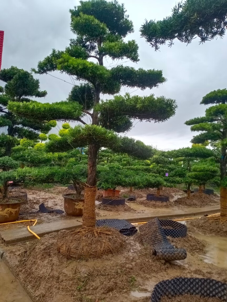罗汉松造型树工程绿化别墅庭院地栽盆景大型迎客松苗四季常青绿植 1米