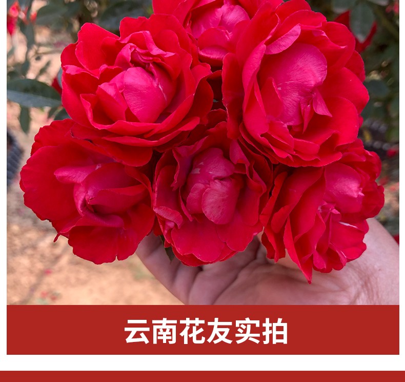 欧博四季红木香花苗甜蜜木香花爬藤植物盆栽地栽月季蔷薇科攀援花卉