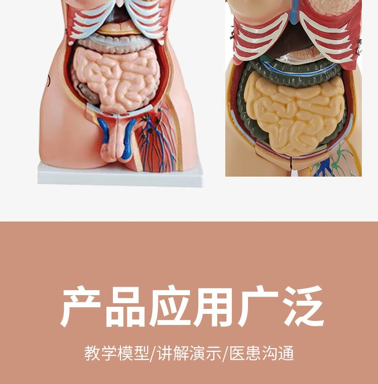 躯干可拆卸自由组合 人体躯干附内脏解剖男性躯干胸腹部器官结构造