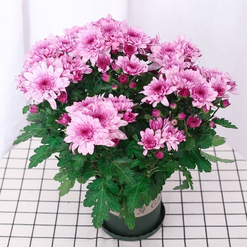 沃绣 菊花盆栽 大菊花苗带花苞盆栽乒乓菊荷兰菊千头菊室内外庭院阳台