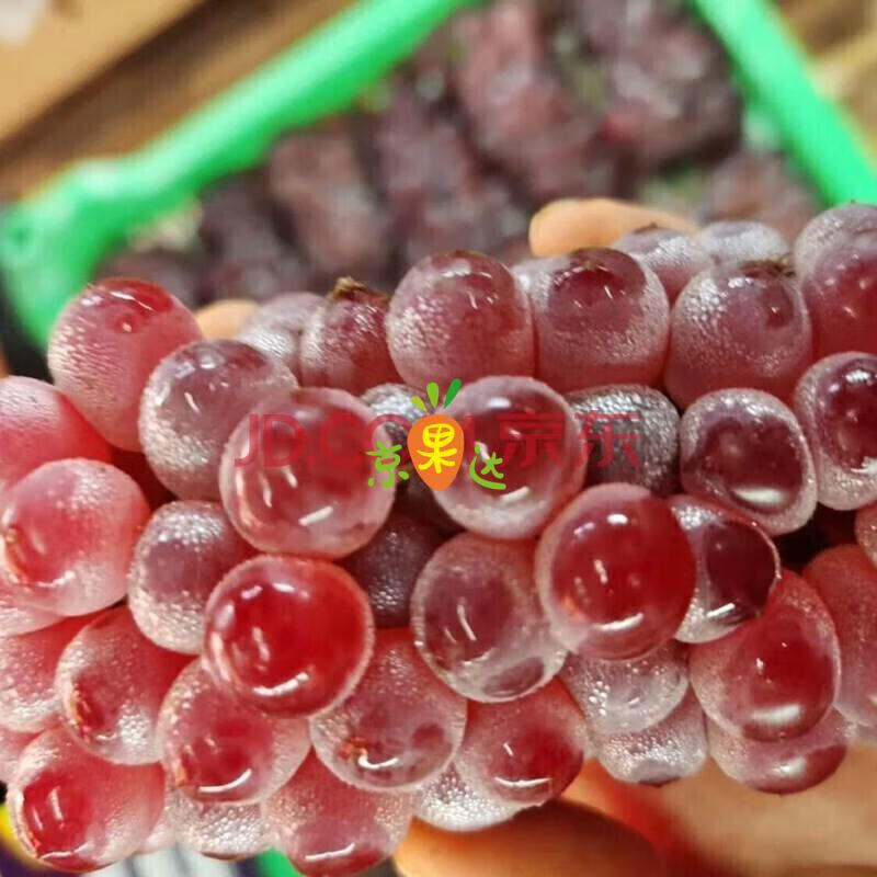 吉娃娃葡萄袖珍小葡萄小无籽葡萄当季新鲜孕妇水果1000g