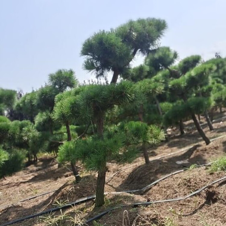 花园庭院地栽特大造型黑松盆景四季常青绿化苗木 黑松4公分粗【图片