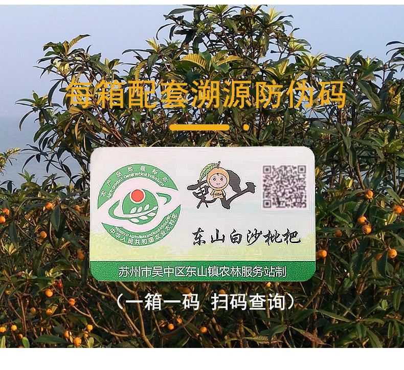 正宗苏州东山白玉枇杷新鲜特级大果5斤礼盒装当季水果顺丰空运产地