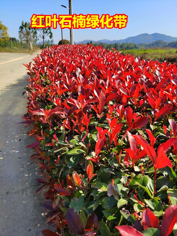 金森女贞庭院工程树苗绿化苗篱笆苗木树小苗球红叶石楠5080厘米100棵