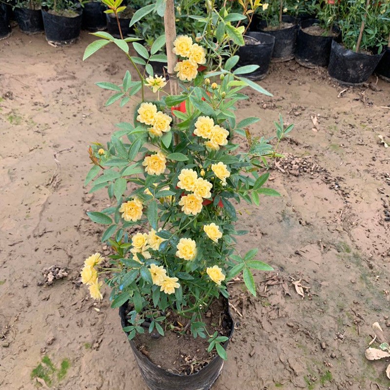 黄木香花苗红木香苗甜蜜庭院阳台爬藤植物盆栽地栽月季蔷薇攀援花卉