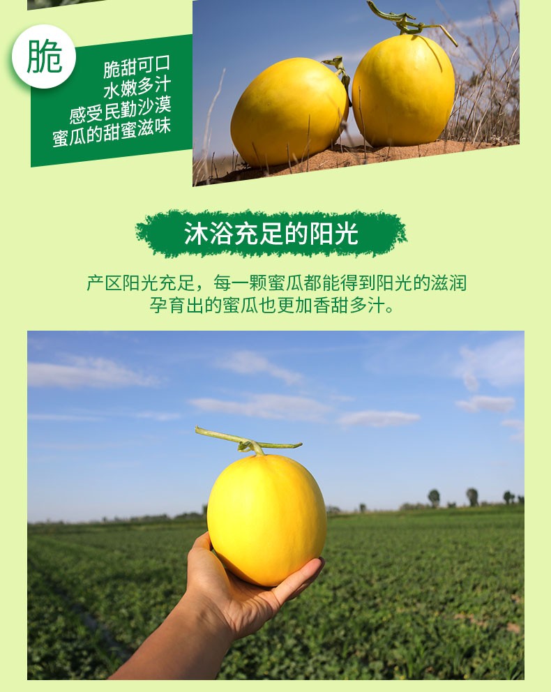 甘肃民勤黄金蜜瓜新鲜甜瓜时令水果香瓜5斤优选大果