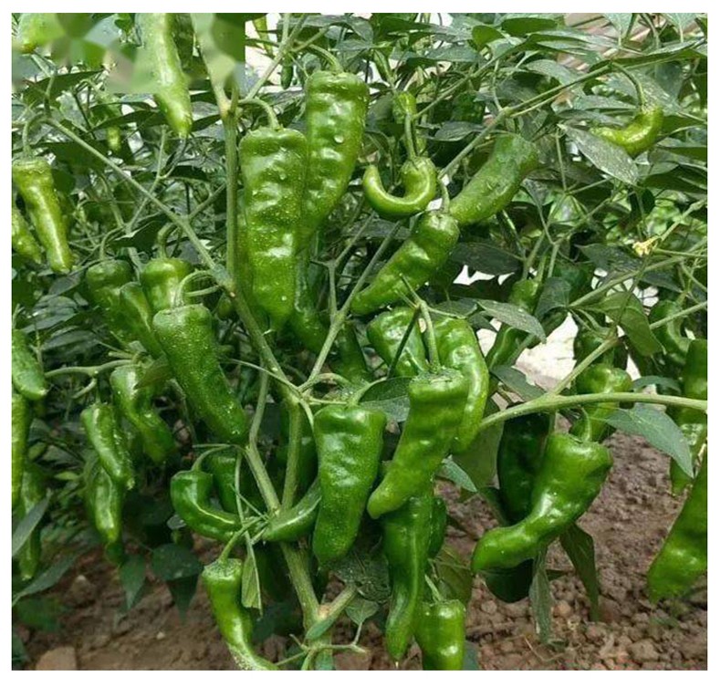 余干小青辣椒 小青椒 农家特产 新鲜现摘蔬菜 2.