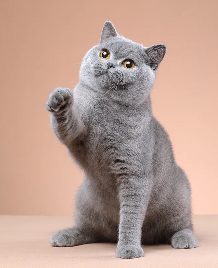 异国短尾猫英短猫咪幼崽 英短蓝猫包子脸橙色眼睛短腿矮脚 宠物级 母