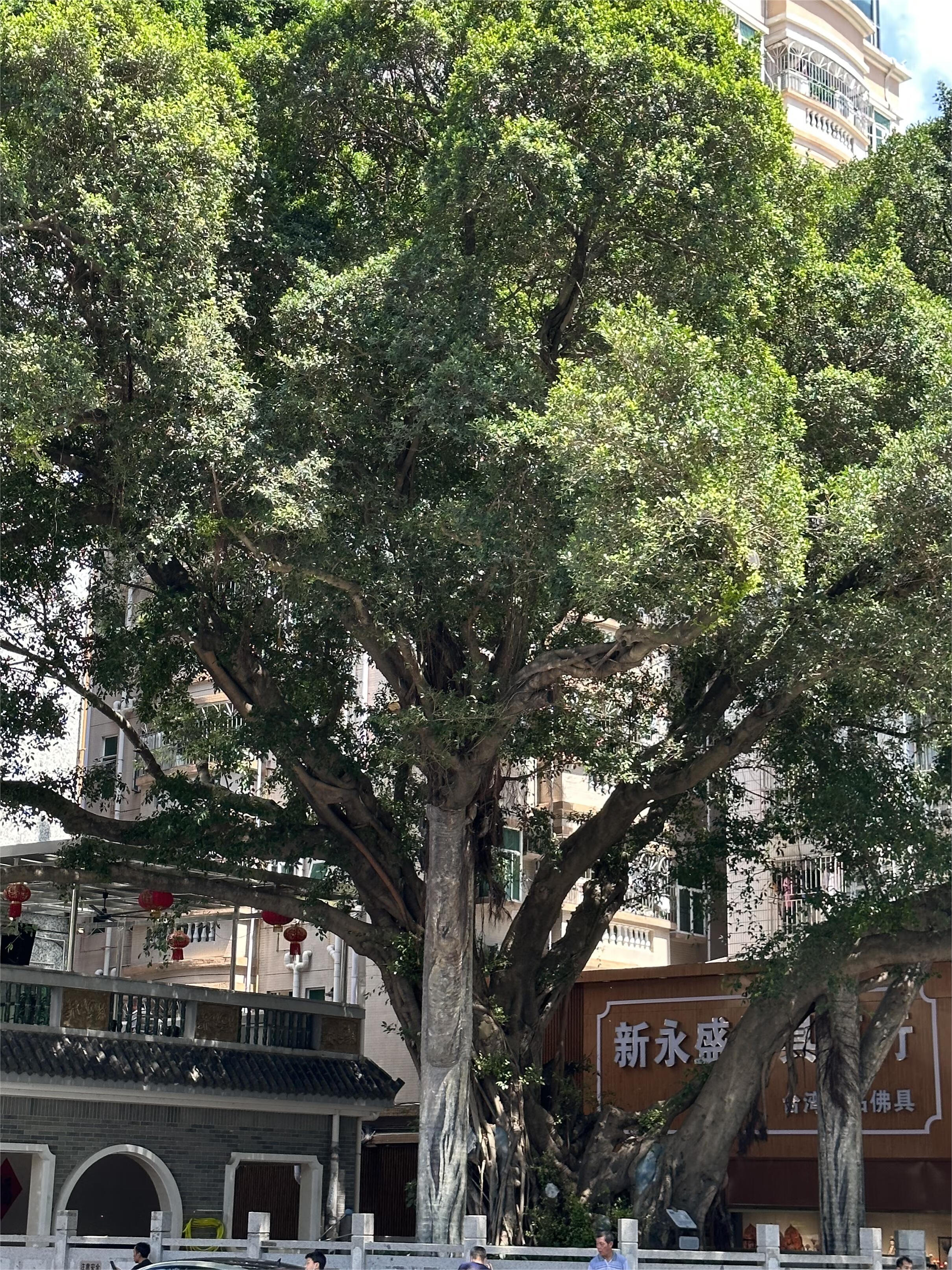 沙尾地铁口,不限购深圳市福田深圳市福田区新洲南村53号楼504房,民用