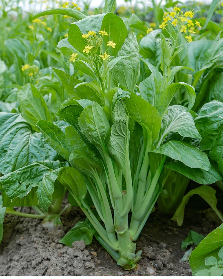 寿禾 白菜苔种子四九菜心红菜苔春季播种广东四季粗心迟菜心蔬菜种孑