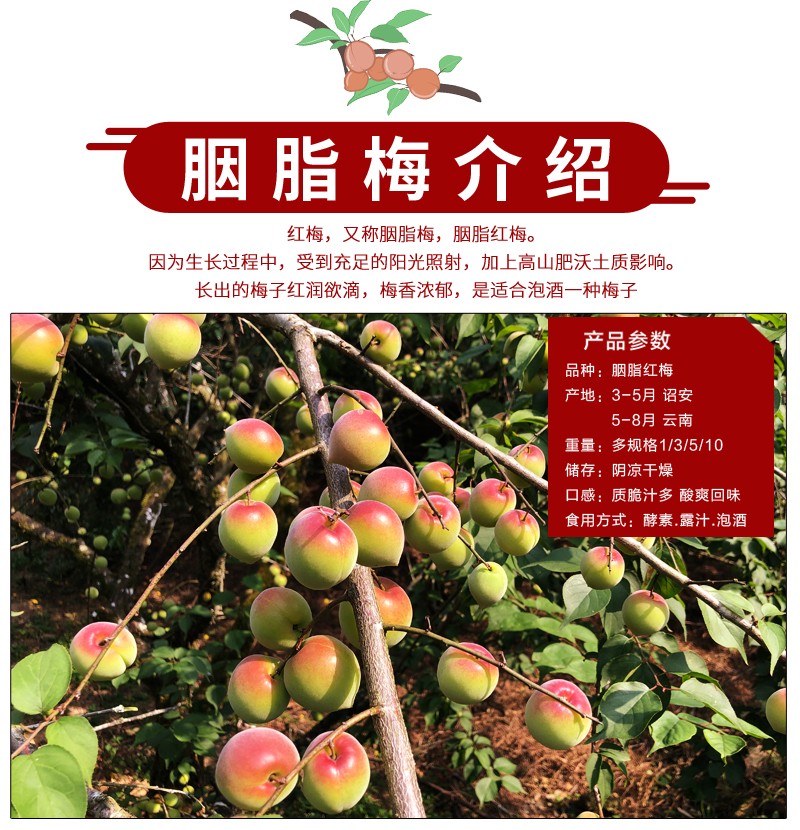 云南胭脂梅红梅新鲜诏安高山青梅鲜果青梅果泡酒酵素现摘胭脂红梅精