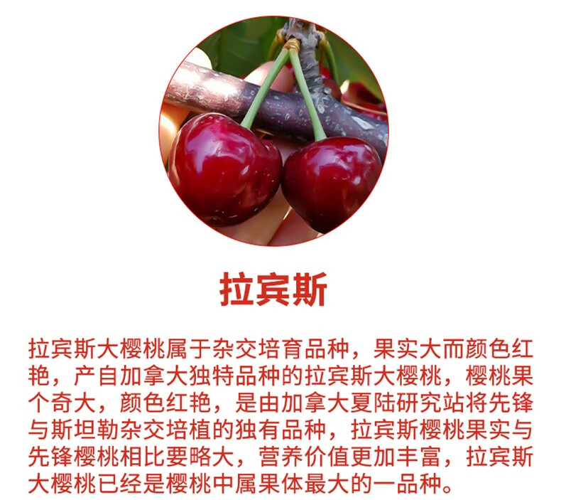 jd空运绛县大樱桃新鲜水果拉宾斯黑珍珠桑缇娜黑樱桃1500g较多人购买