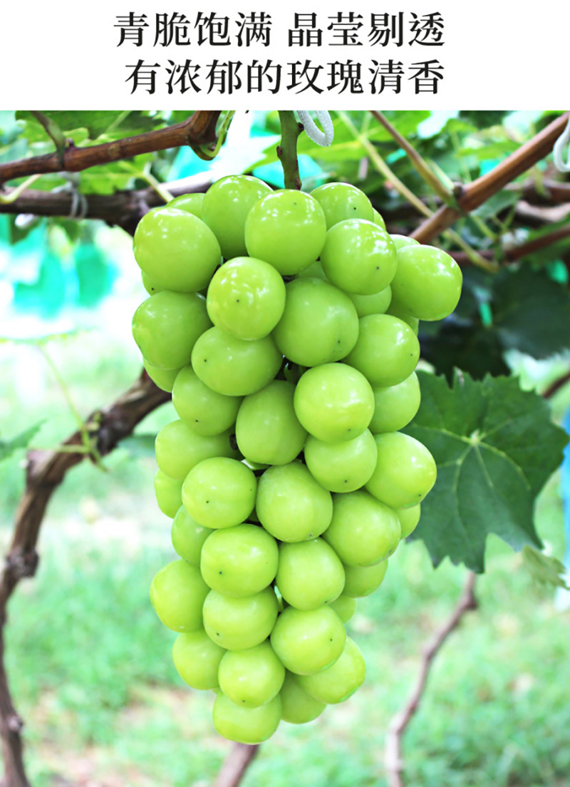 新品上市云南阳光玫瑰葡萄青提子葡萄精品串装无核无籽新鲜水果整串大