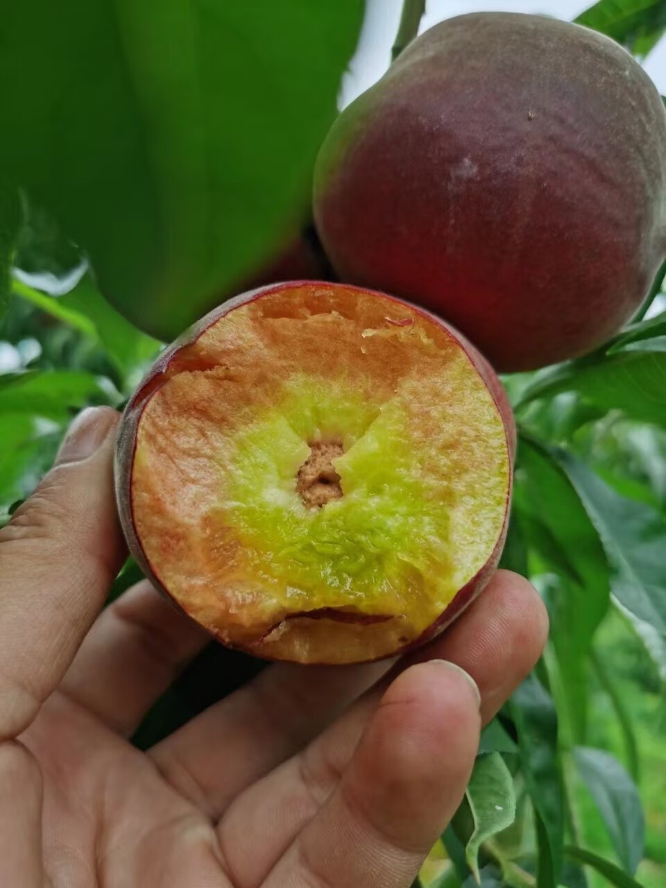 山东蒙阴黑桃皇后5斤 黑血丝水蜜桃脆桃新鲜时令水果【图片 价格 品牌