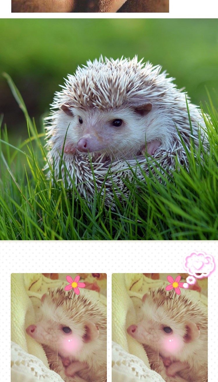 纯种非洲迷你刺猬宝宝自家繁殖健康干净无虫网红小宠物 平拖公40天