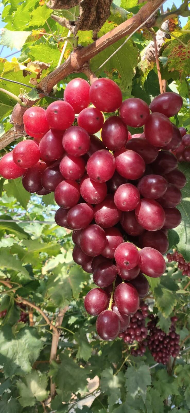【顺丰 现摘】红玫瑰葡萄 无籽葡萄当季新鲜水果葡萄 2斤【图片 价格