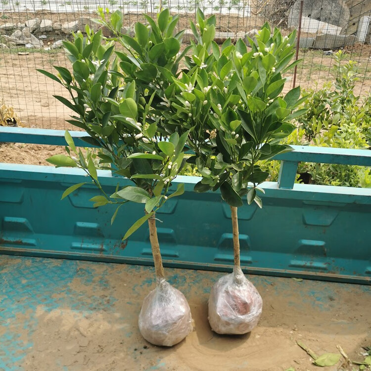 桔子苗盆栽橘子树苗砂糖橘盆栽苗当年结果南方北方种植橘子树盆栽 红