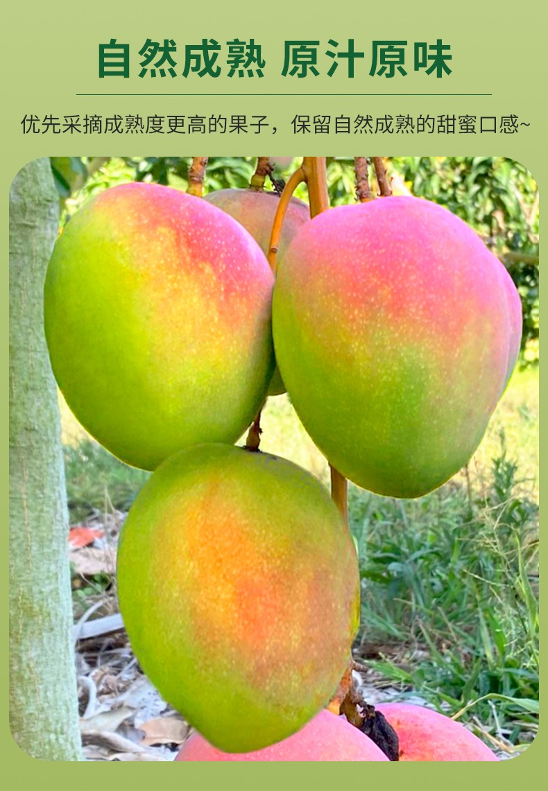 四川攀枝花凯特芒大果新鲜水果9斤当季青皮凯特芒果整箱 实惠小果(150