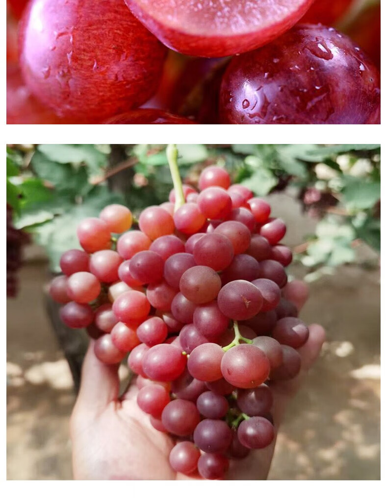 新疆玻璃翠葡萄 新鲜无核脆红提子 吐鲁番水果 顺丰 4斤【图片 价格