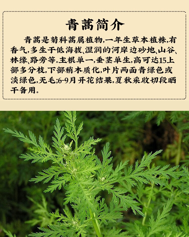 致天然青蒿500g中药材农产品菁蒿桐臭蒿子草蒿