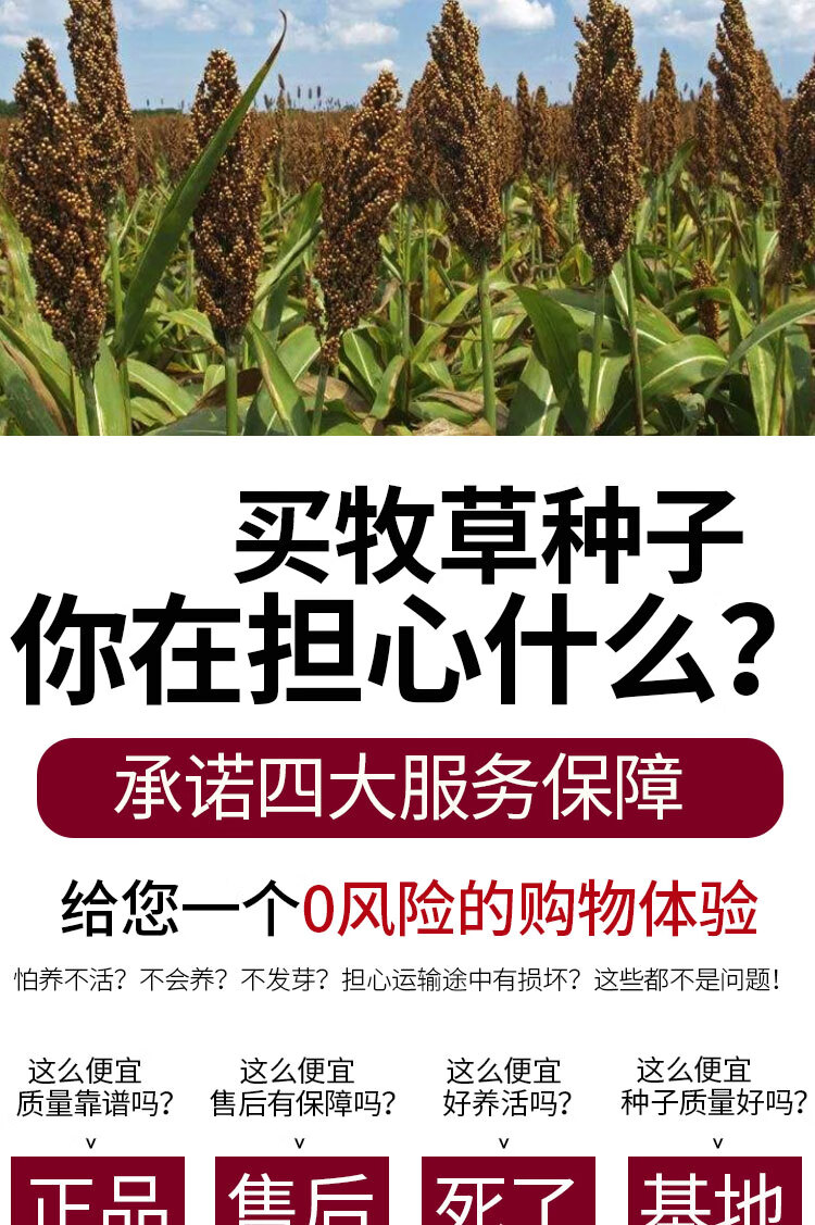 牧草种子饲用大力士甜高粱种子 进口甜高粱(大力士3斤)亩产量30吨