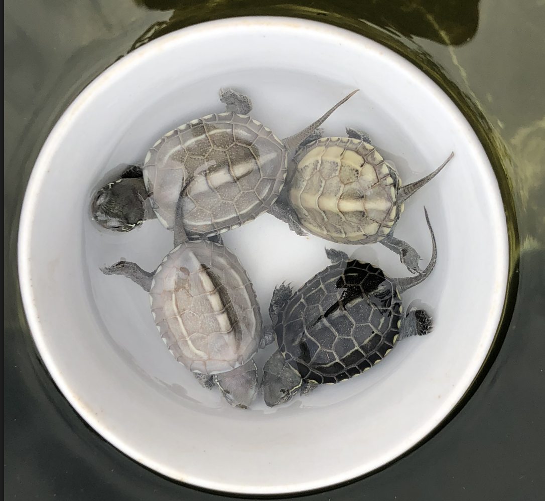 【萌龟饲家】中华白玉草龟纯种情侣白化草龟活财观赏宠物龟金线草龟