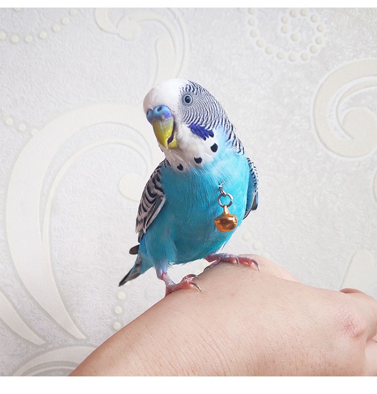 兰衍鸟脖套鸟用脖链不锈钢脖圈虎皮牡丹伯劳八哥脖圈玄凤鹦鹉脖套虎皮