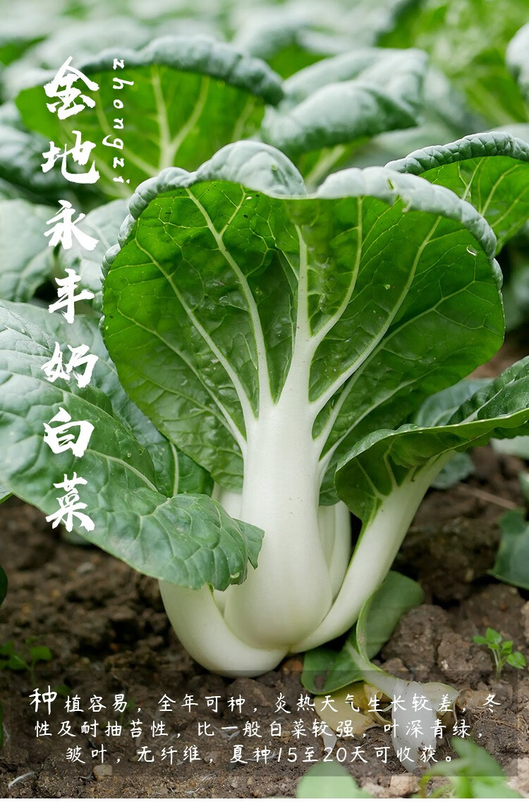 寿禾小白菜种子四季青梗蔬菜秋夏季播种疏蔬莱种子耐热四季速生快菜