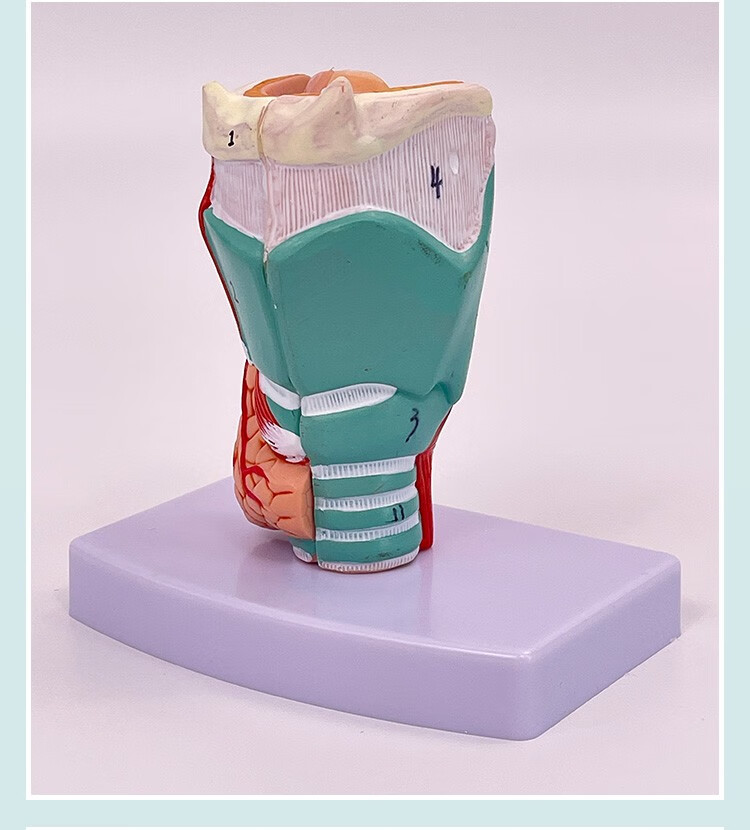 产品说明:这是一款实用的模型,可展示喉部会厌软骨的运动过程,供中等