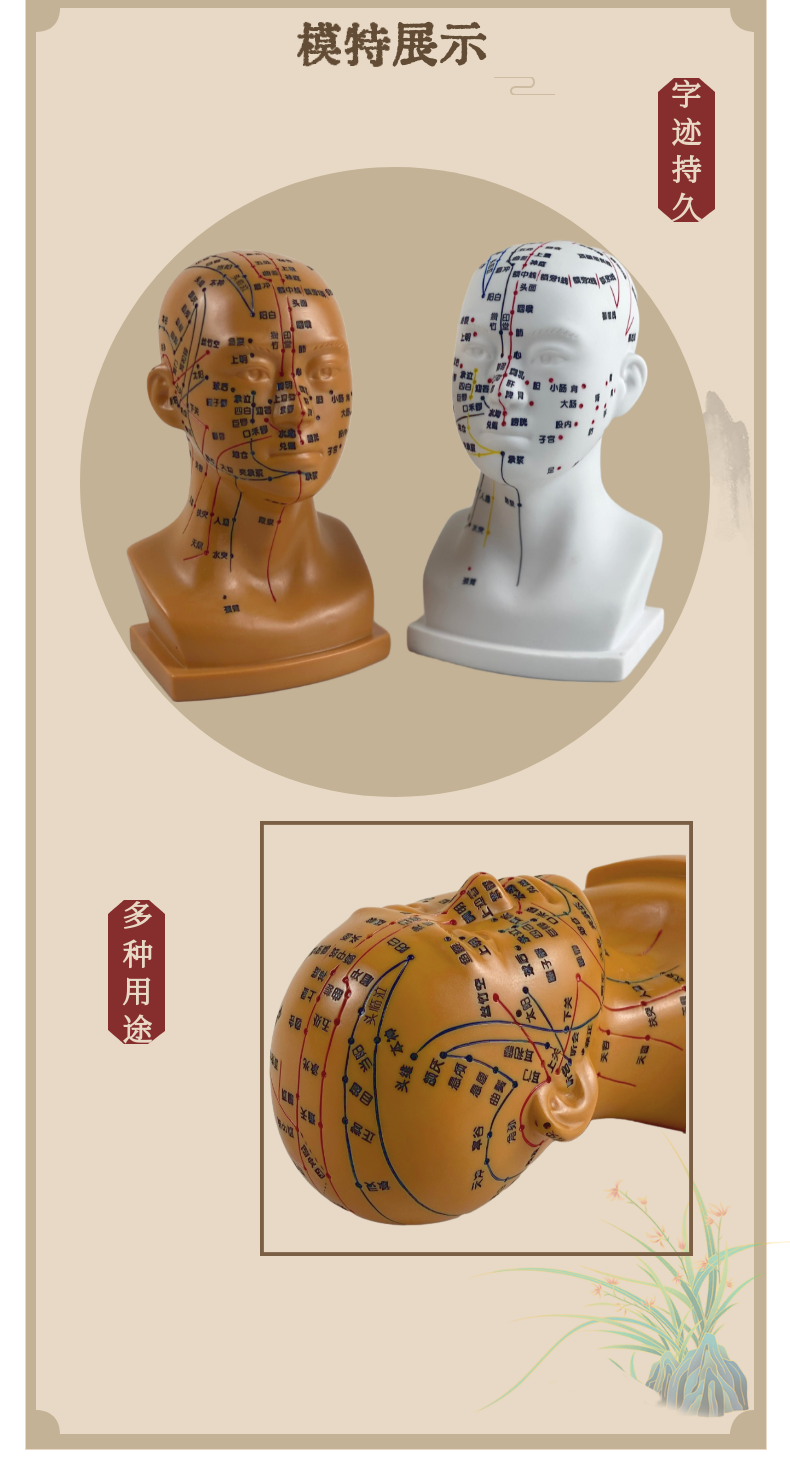 卓越高清头部穴位模型针灸刻字头模全脸面部假头腧穴人体按摩图人体