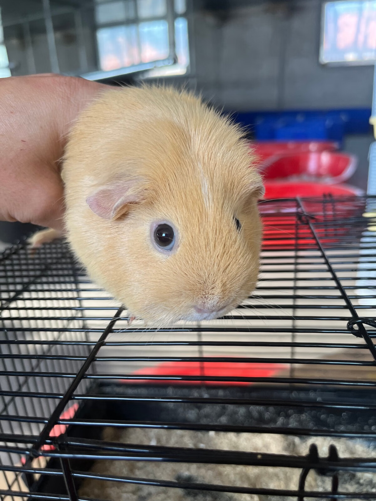 灵狐之家 加州荷兰猪活体宠物豚鼠各种颜色卷毛包子脸缎毛宠物猪荷兰