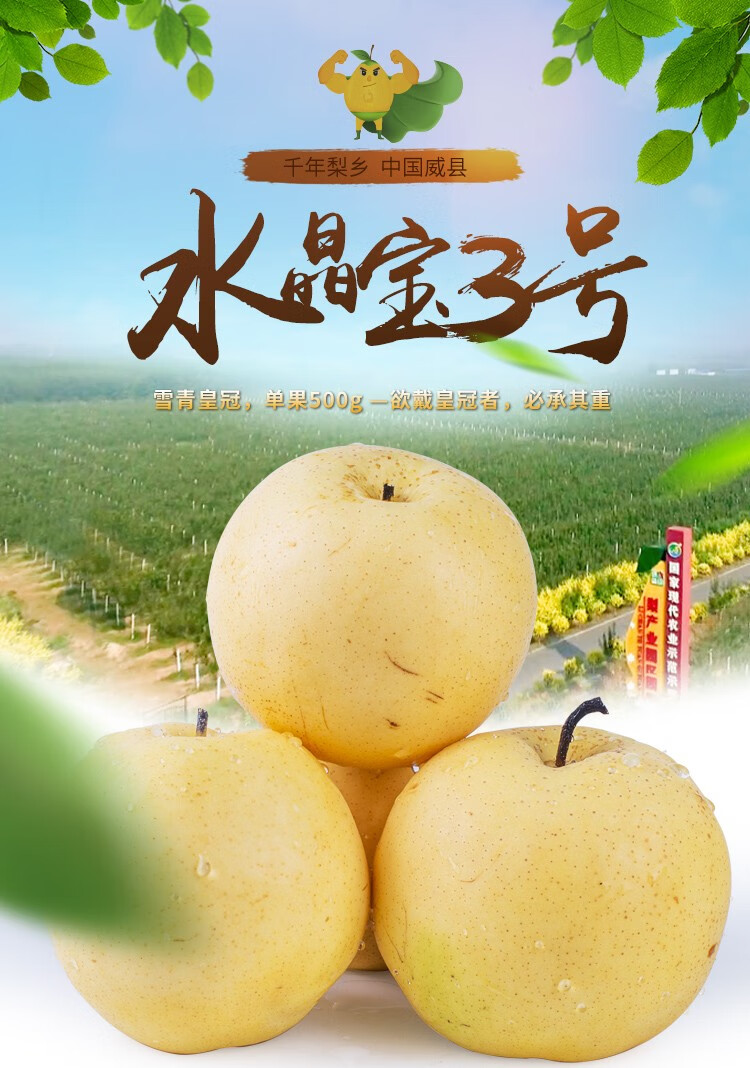 河北特产威县雪青梨 雪青皇冠梨 新鲜5斤冰糖雪梨水果新鲜水果大果 带