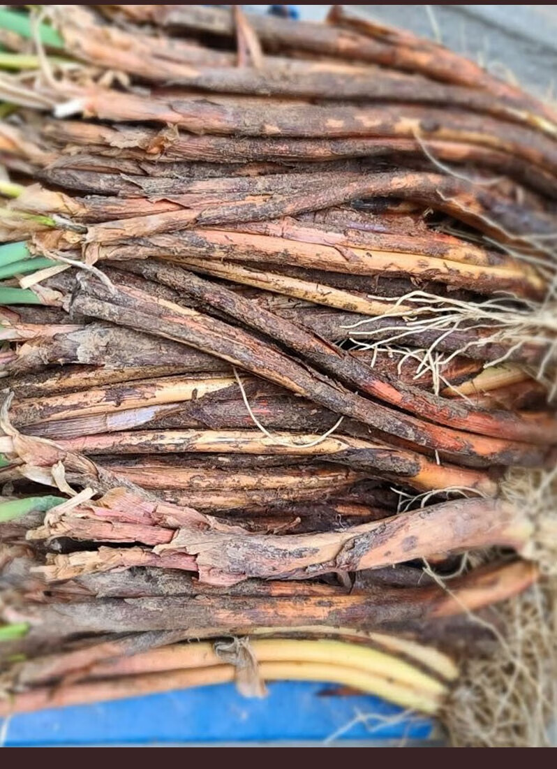 陕北红葱新鲜 正宗山地旱地红皮葱丝去叶去须 锅炖羊肉去腥调料调味品