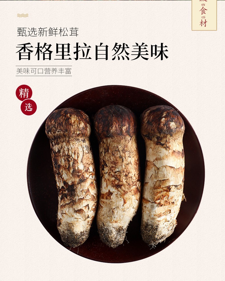 云南香格里拉直发新鲜野生松茸磨菇新鲜现货sf空运特色尝鲜约280克