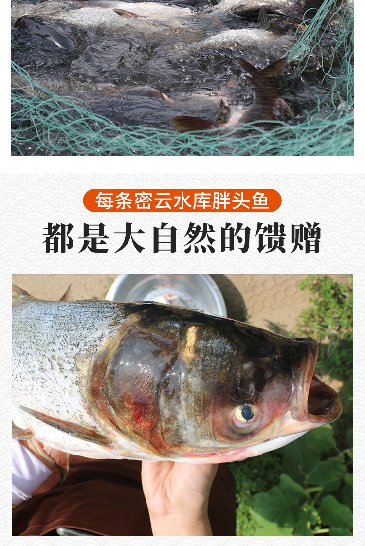 密雲水庫魚密雲水庫胖頭魚花鰱整條大頭魚密農人家生鮮魚類冰鮮禮盒裝