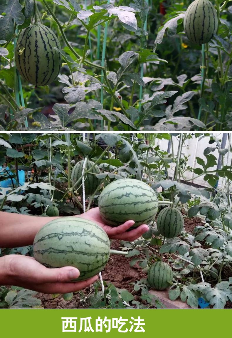 庞各庄西瓜正宗北京大兴特产小吊瓜袖珍迷你醇奶西瓜纯甜4颗家庭装