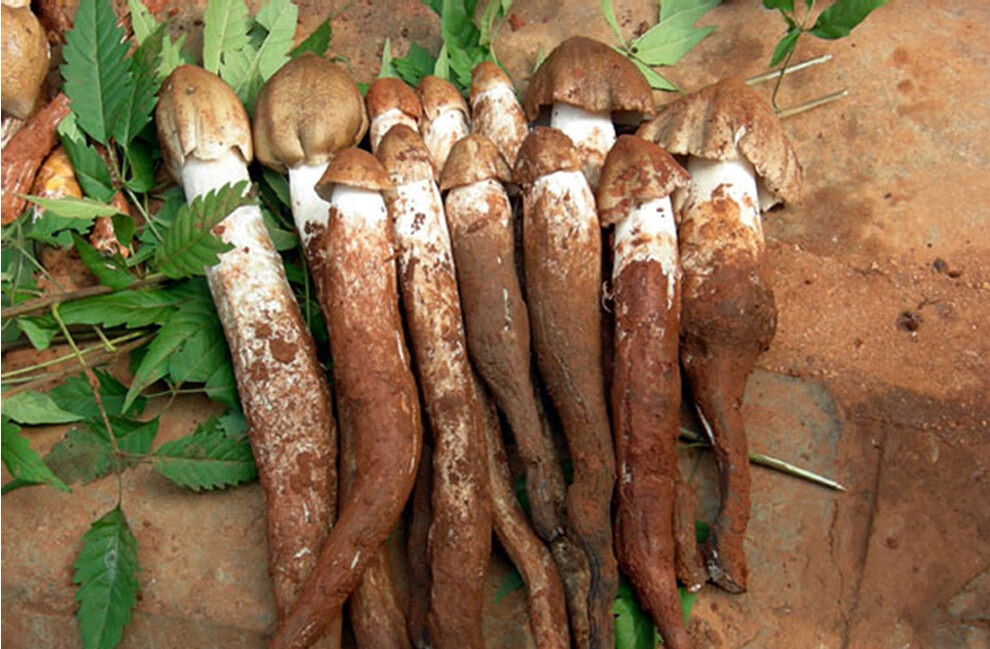 云南新鲜野生鸡枞菌 大白鸡枞火把鸡枞 黑帽白帽蛮鸡枞0.