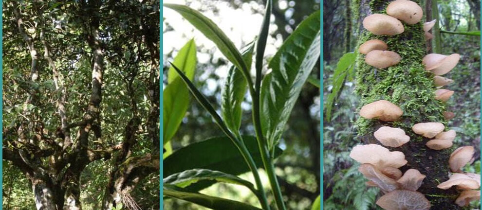 茗先生茶叶2021年头春茶滑竹梁子普洱茶古树茶龙珠云南生茶小沱茶140