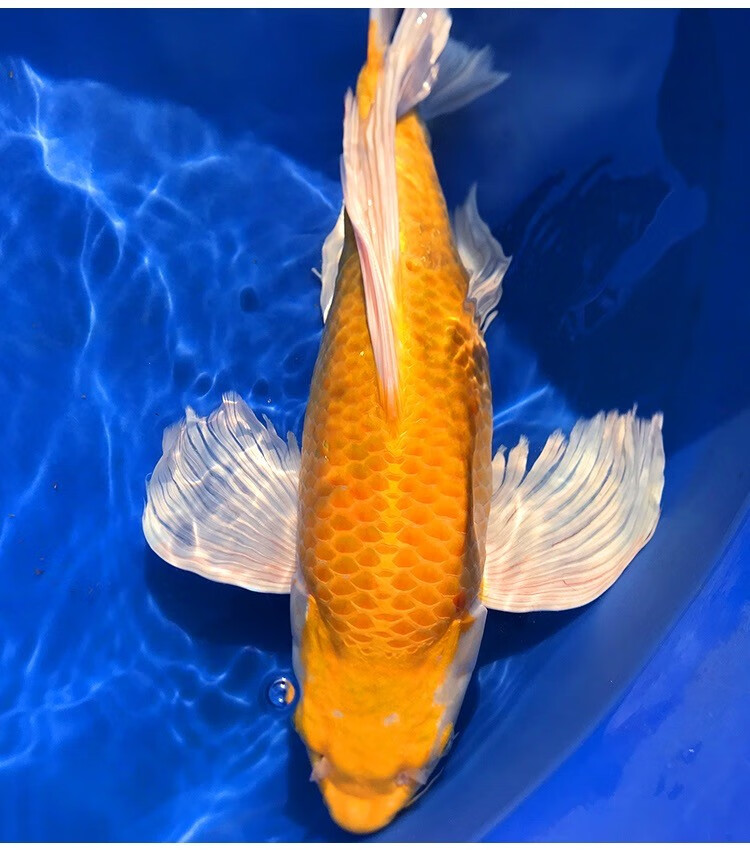 三元诗雅日本进口纯种锦鲤活鱼台湾蝴蝶鲤龙凤长尾熊猫古黄金球形龙蝶