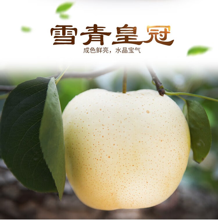 河北特产威县雪青梨 雪青皇冠梨 新鲜5斤冰糖雪梨水果新鲜水果大果 带