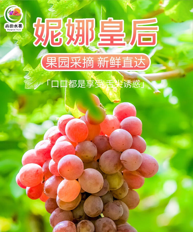 云南妮娜皇后葡萄妮娜公主新鲜应季水果整串3斤顺丰空运 3斤整串装