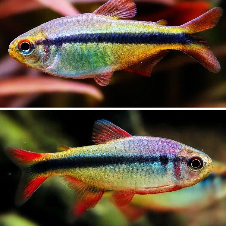 皇室青魔鬼灯帝王蓝带灯鱼彩虹魔鬼红眼蓝彩活体草缸热带观赏鱼 皇室
