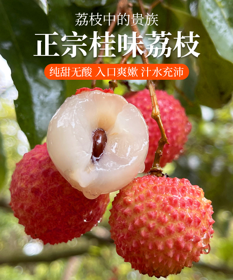 掌鲜派 广东桂味荔枝 精选桂味荔枝 5斤 发邮政【图片 价格 品牌 报价