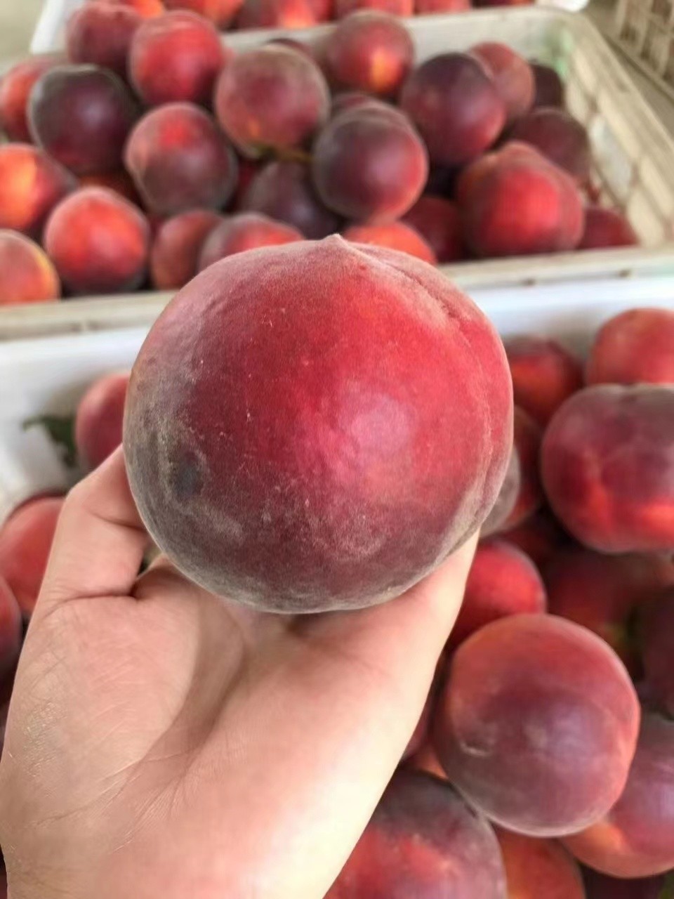 山东蒙阴黑桃皇后5斤 黑血丝水蜜桃脆桃新鲜时令水果【图片 价格 品牌