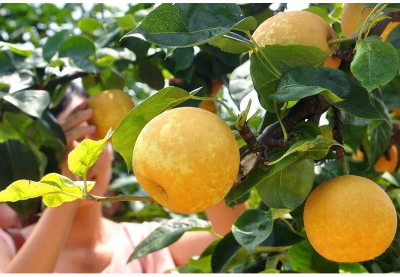 春光岛 【顺丰】连州谭岭水晶梨正宗广东清远潭岭脆冠梨子水果新鲜现