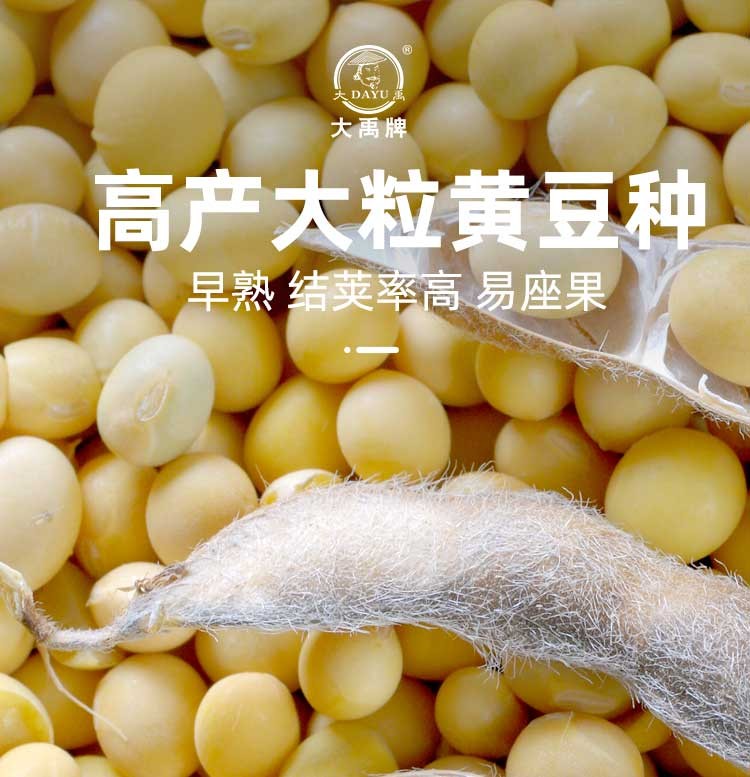 种子中黄37早熟大粒夏秋播种植晚熟八月豆100天蔬菜 大荚菜毛豆种子