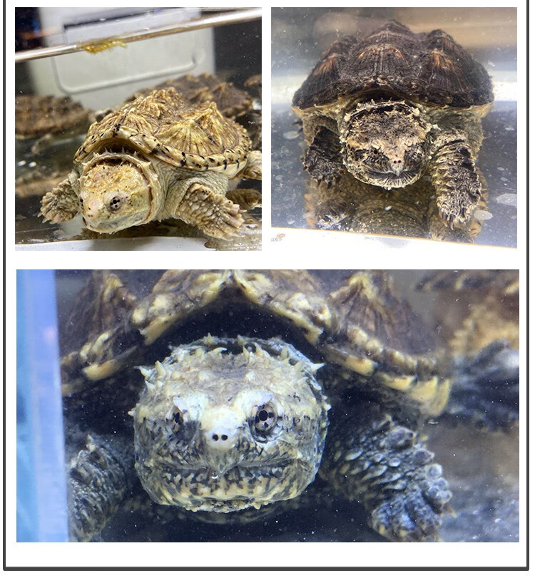 纯佛暴刺鳄龟原种爆刺小鳄龟活物北美杂佛小龟苗宠物龟观赏龟 杂佛 4