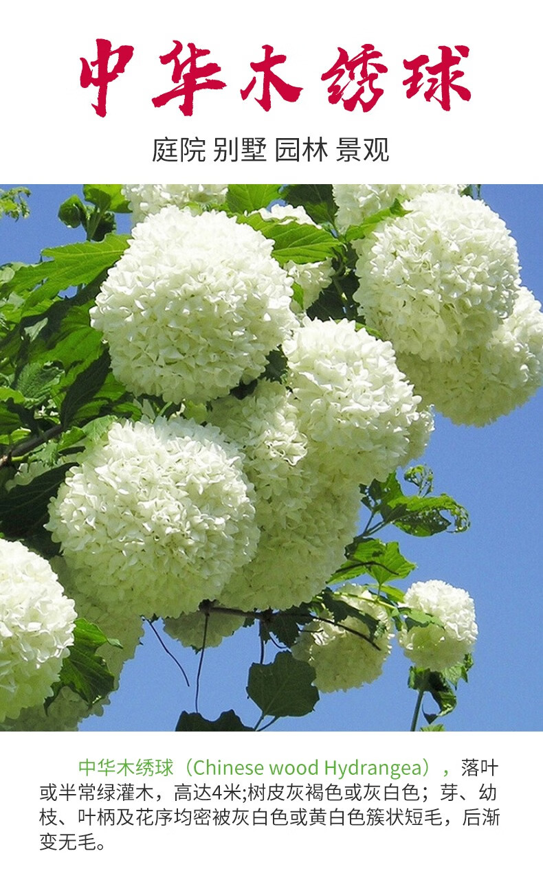 中华木绣球树苗大花斗球中华白麻球庭院木本绣球花朵大春季开花珍稀