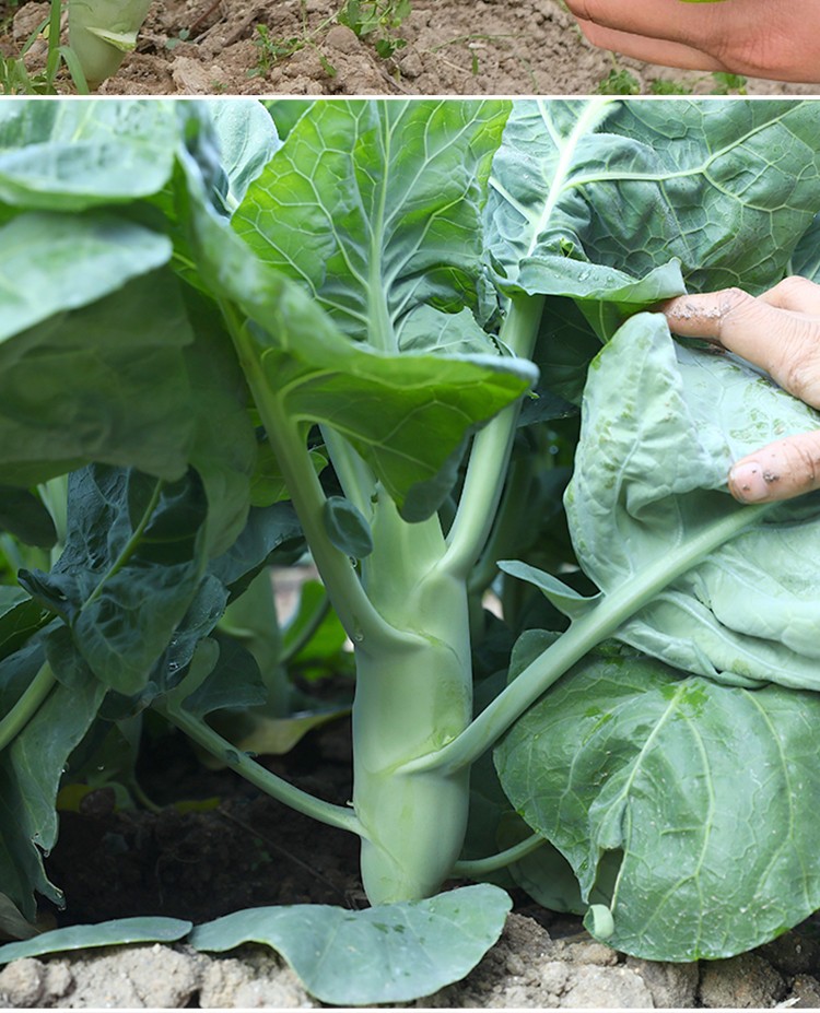 神禾 鸡腿芥兰菜种子芥蓝四季青菜种籽 南极星甜脆芥兰种子5g/袋