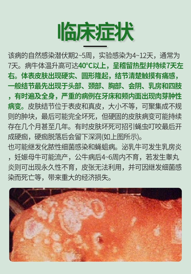 今牧原牛结节病兽药牛结清注射液牛结节康兽药牛疙瘩痘疮鼓包流脓皮肤